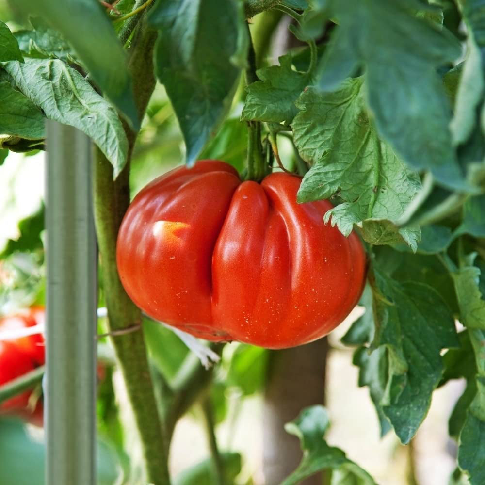 sostegni piante in plastica orto pomodori